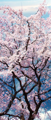 Tło do Grobu Pańskiego, kwitnąca wiśnia (125/200)